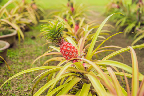 un ananas rouge se développant à la plantation, malaisie - food wood vibrant color close up photos et images de collection