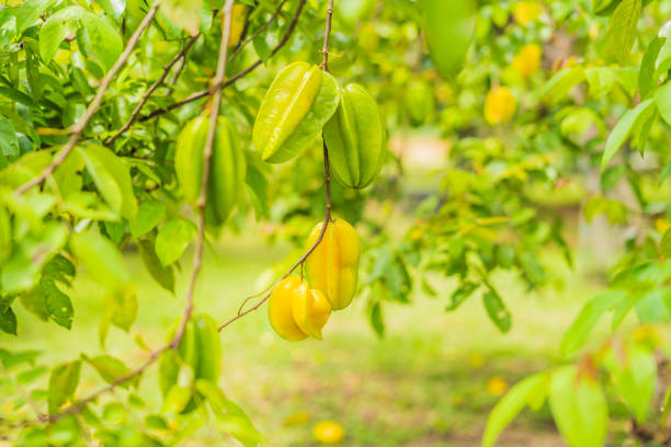 Gooseberry fruit sour, rectangular shaped like a Thai herbal star.