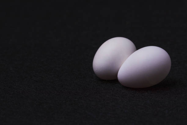 istock Two snow-white little parrot eggs lie on a black background of fluffy felt. 1206603454