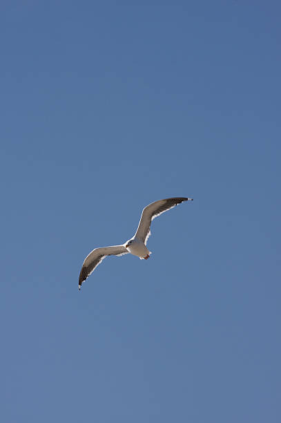 gull stock photo