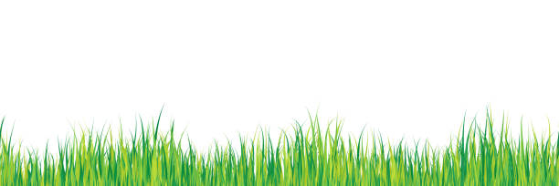 Grass border seamless pattern Green grass border gradient color texture isolated on white background. Seamless pattern. March, april, may abstract herbal floor vector illustration. Park, yard, garden natural landscape decoration grass vector meadow spring stock illustrations