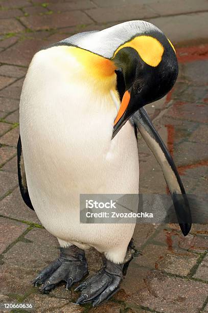 Мокрый Королевский Пингвин Очищает Перьями — стоковые фотографии и другие картинки Белый - Белый, Вертикальный, Влажный