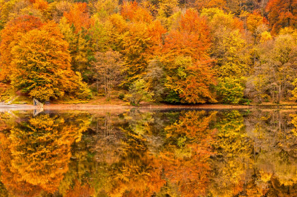 istock Autumn Reflections, Grasmere, Lake District National Park, Cumbria, England, UK 1206607020