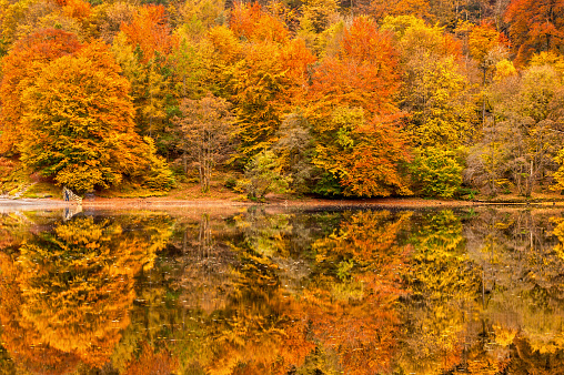Wide angle view  of autumn reflections, Grasmere, Lake District National Park, Cumbria, England, UK