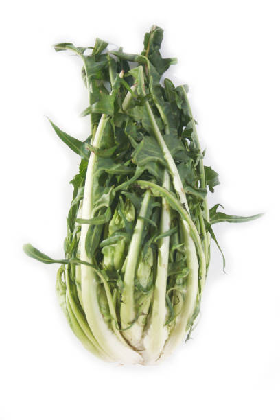 Catalonia chicory called Puntarelle in Italy on white Catalonia chicory called Puntarelle in Italy  isolated on white background. Italian vegetable on white puntarelle stock pictures, royalty-free photos & images