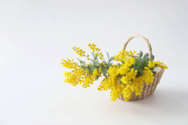 istock mimosa flower arrangement 1206609113