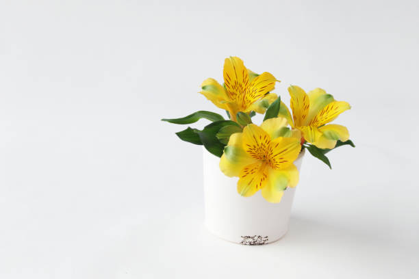 istock mimosa flower arrangement 1206609323