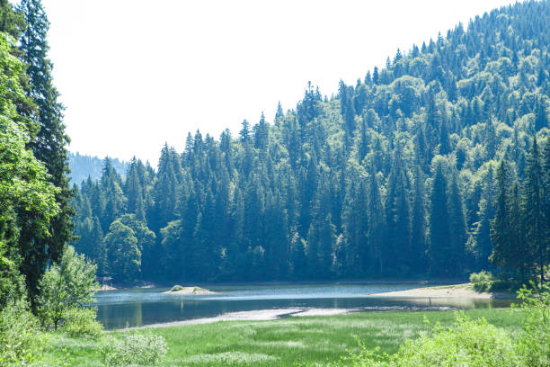 istock Forest mountain lakes in the mountains in summer 1206609478
