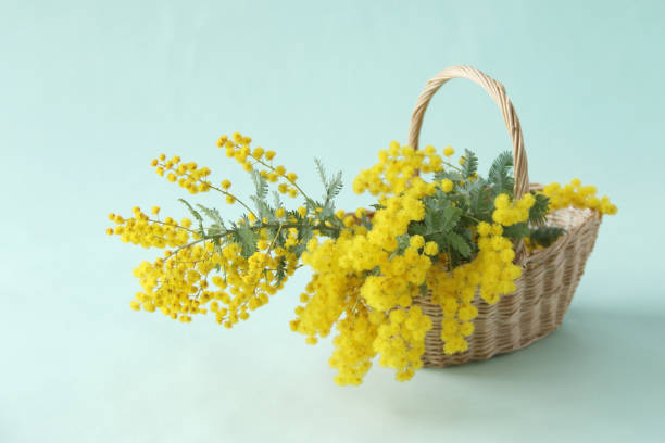 istock mimosa flower arrangement 1206609484