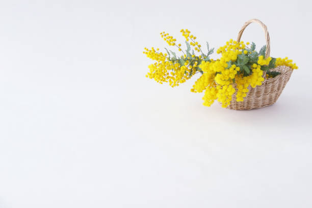 istock mimosa flower arrangement 1206609505
