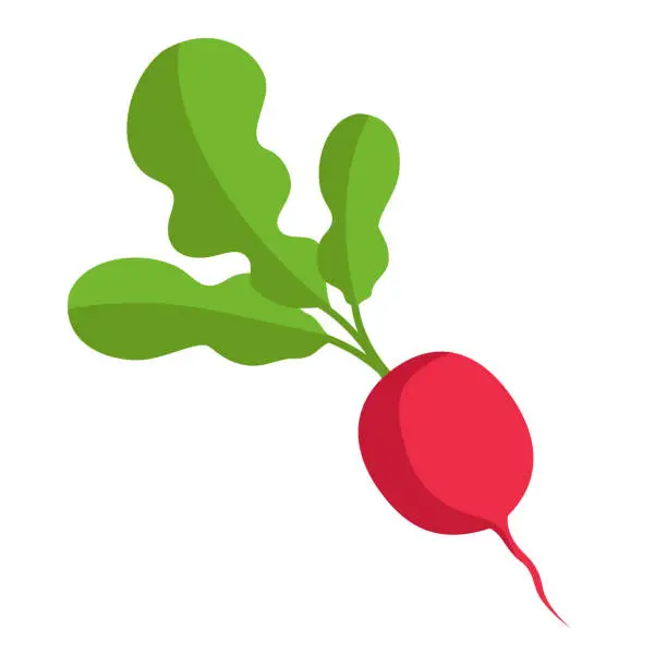 Vector illustration of Red radish with green tops. Illustration of a vegetable on a white background in the flat style.