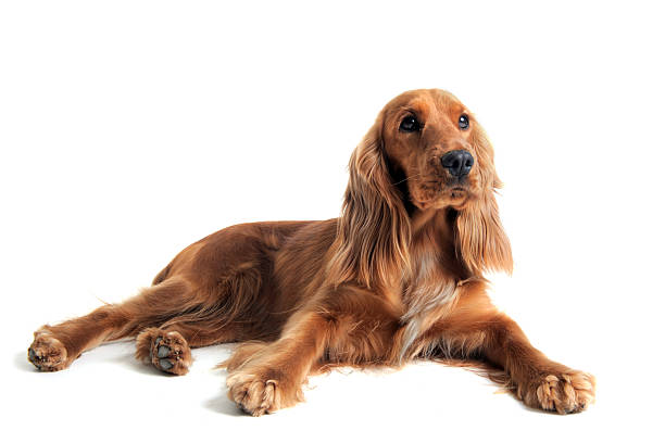 Full grown English cocker spaniel on a white background portrait of a  purebred english cocker in a studio cocker spaniel stock pictures, royalty-free photos & images