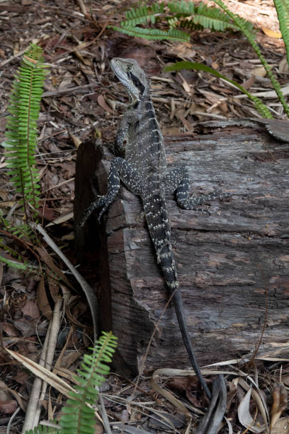 istock Wild Australian water dragon is a type of Australian lizard 1206612044