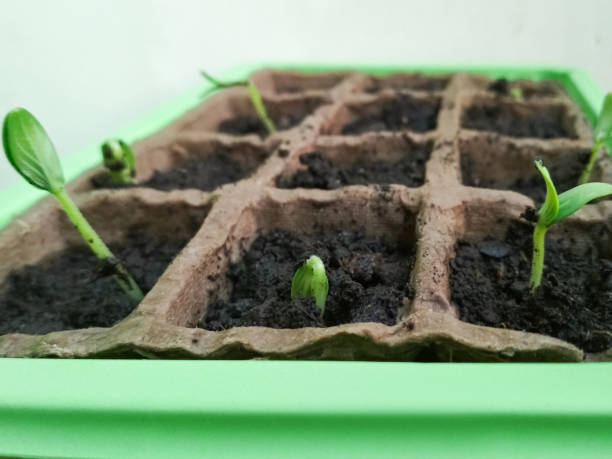 istock Sprouted cucumber growing out of soil. Selective focus, top view. 1206612249