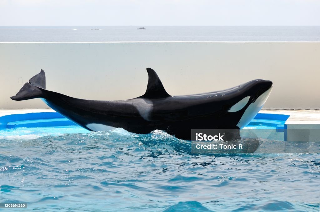 Killer whale in pool Grampus Animals In Captivity Stock Photo