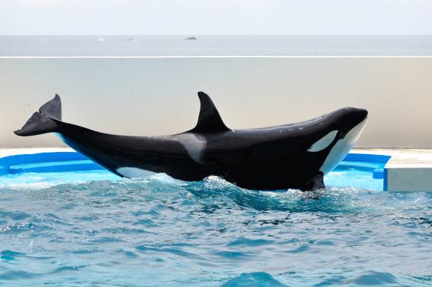 havuzda katil balina - animals in captivity stok fotoğraflar ve resimler