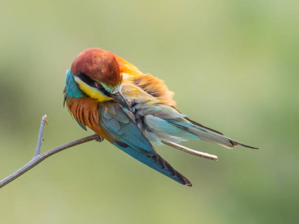 istock European Bee-eater, beautiful colored bird sitting on a twig,Merops apiaster 1206614400