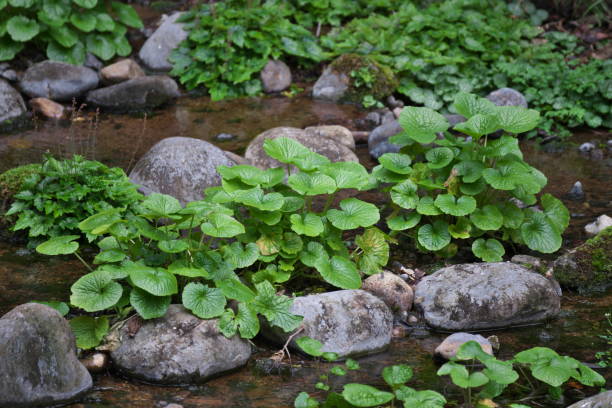 wasabi - wasabi imagens e fotografias de stock