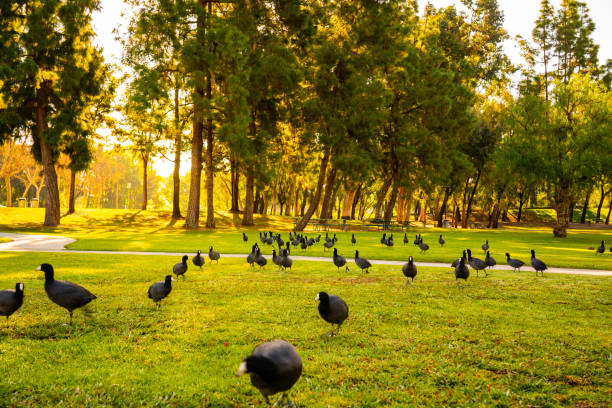 Birds in Ralph B. Clark Regional Park on a sunny morning.