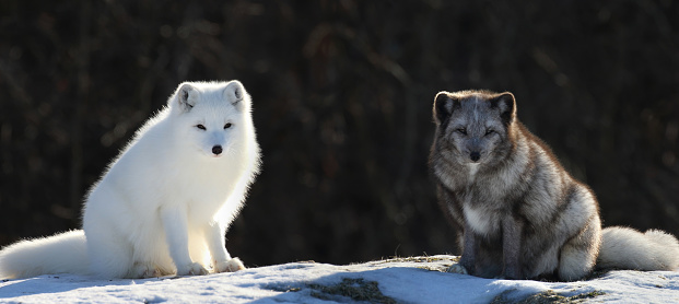 arctic fox in forest during winter