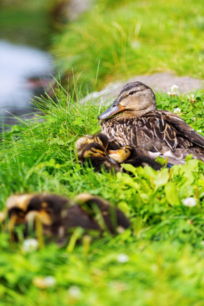 Family of ducks on grass meadow