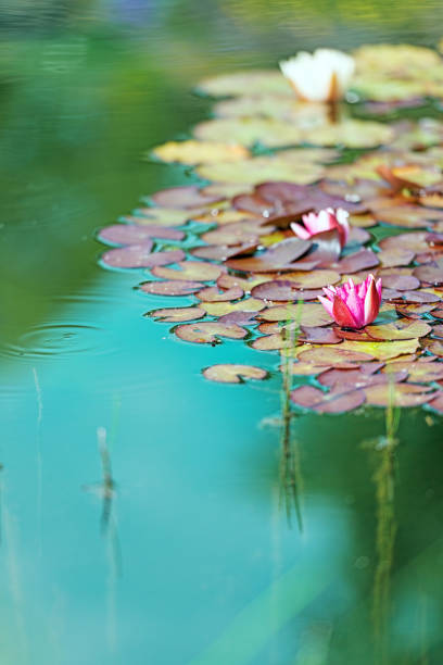 Red waterlily in garden pond