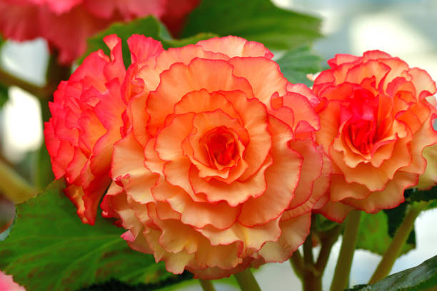 istock Begonia Flowers with Multi-colored Background 1206619501