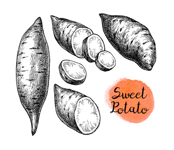 Ink sketch of yam. Sweet potato. Ink sketch of yam isolated on white background. Hand drawn vector illustration. Retro style. sweet potato stock illustrations