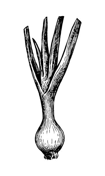 ilustrações, clipart, desenhos animados e ícones de esboço de tinta de cebolinha. - chive onion spring onion garlic