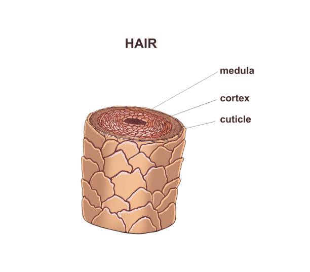struttura dei capelli sana - 4397 foto e immagini stock