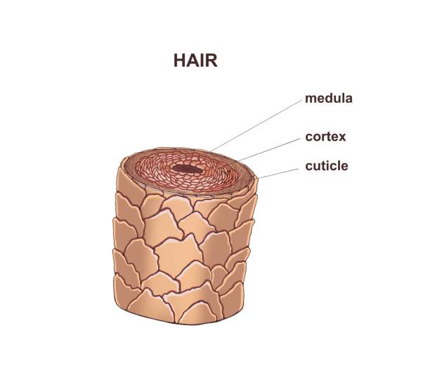 健康な毛の構造 - tinge ストックフォトと画像