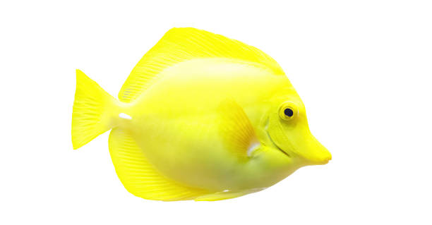 istock Fish, Yellow Tang, Zebrasoma flavescens 1206623763