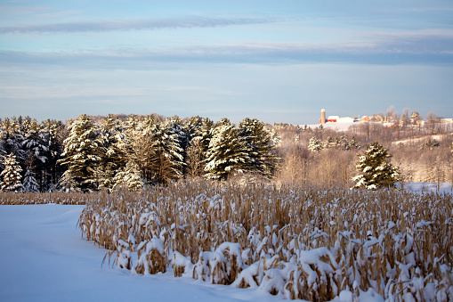 Snow covered cornfield, forest and farm in central Wisconsin in January