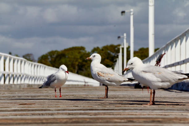 istock Birdlife in Queensland 1206624907