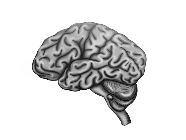 cerebro humano - anoxia fotografías e imágenes de stock