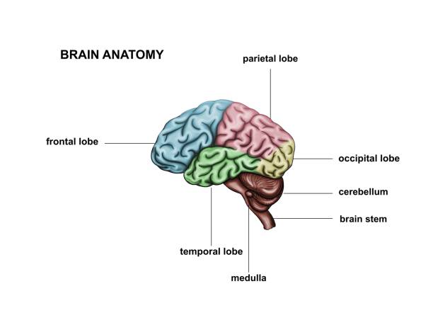здоровый человеческий мозг - anoxia стоковые фото и изображения