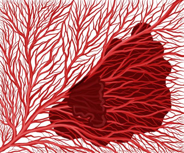 毛細管ネットワークと赤血球 - anoxia ストックフォトと画像