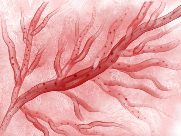毛細管ネットワークと赤血球 - anoxia ストックフォトと画像