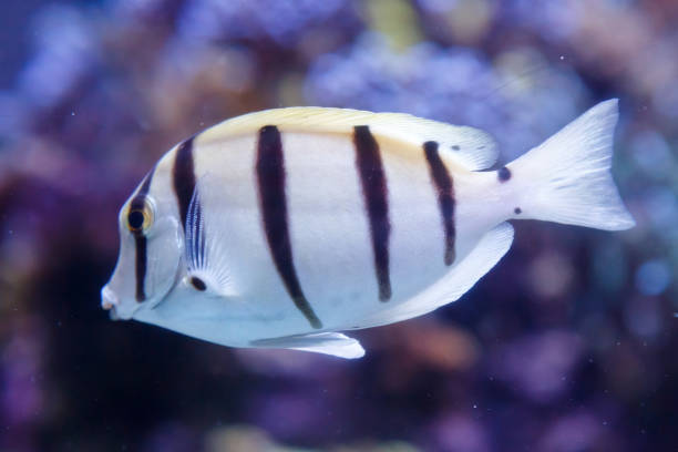 istock White fish with black stripes. Manini, convict surgeonfish, acanthurus triostegus 1206625990