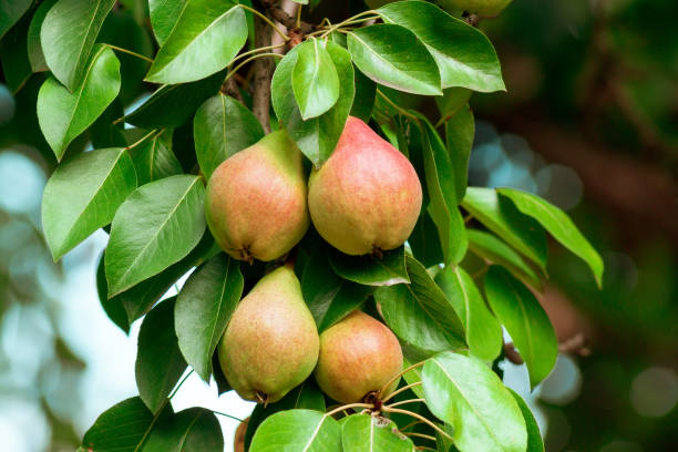 спелые сочные груши крупным планом на ветвях деревьев. урожай органических фруктов в саду - pear tree стоковые фото и изображения