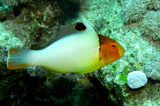 istock Juvenile Bicolor parrotfish (Cetoscarus bicolor). Taken in Red Sea, Ehypt. 1206626184