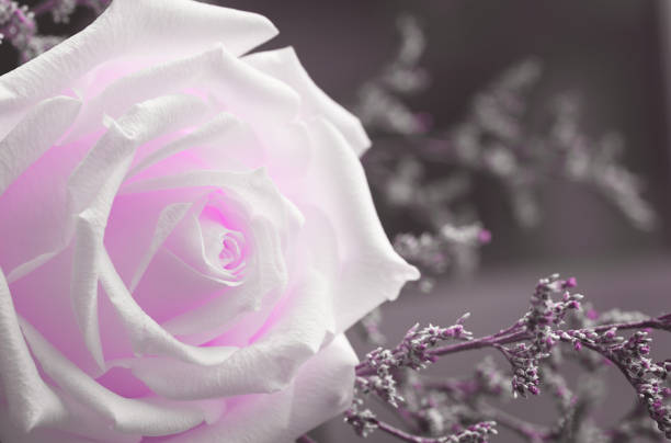 White rose and small flowers on dark background. Filtered version.