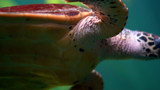 https://media.istockphoto.com/id/1206627237/video/slow-motion-big-turtle-diving-under-water-sea-light-pass-water-beauty-nature-turtle-swimming.jpg?s=640x640&k=20&c=RciTXpIXNKolmkHGgLJmTLJigP_U8YdsMiBpKzzaxWI=