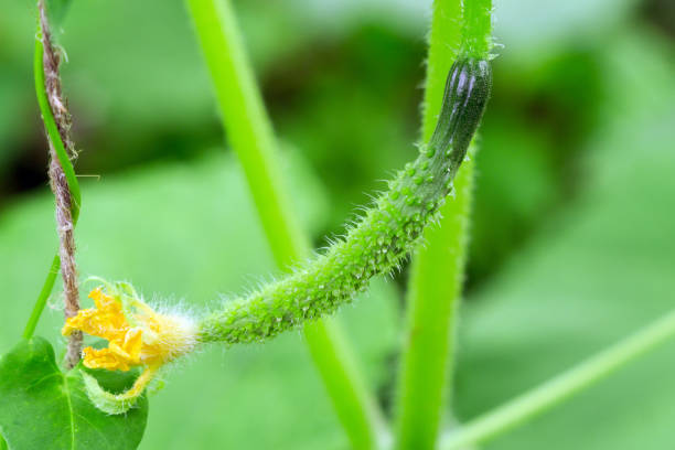 istock green cucumber on a green natural background 1206627239