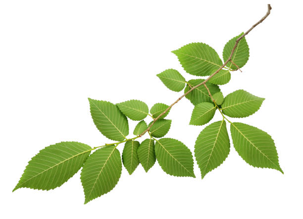 istock Green leaves of elm-tree 1206627821