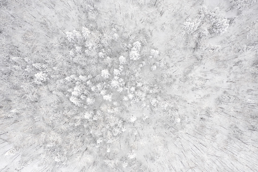 Aerial View of Boreal Nature Forest in Winter After Snowstorm, Quebec, Canada