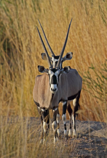 Gemsbok Gemsbok (Oryx gazella) two adults standing in scrubby grassland"n"nNamaqualand, South Africa             November gemsbok photos stock pictures, royalty-free photos & images