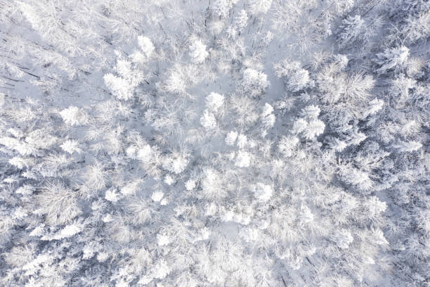 vue aérienne de la forêt boréale de la nature en hiver après une tempête de neige, québec, canada - forest aerial view taiga treetop photos et images de collection