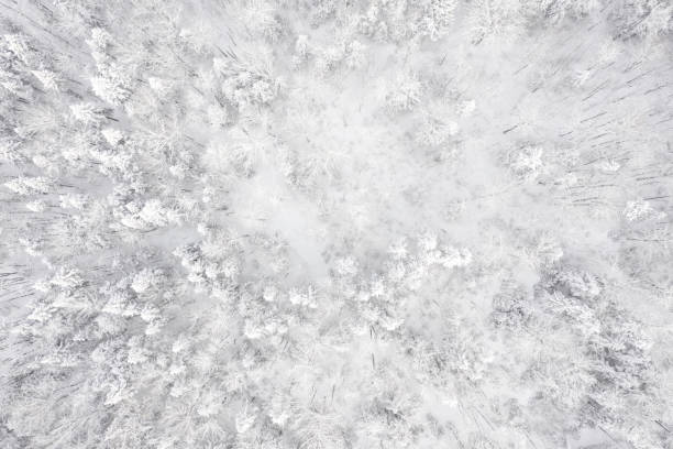 vue aérienne de la forêt boréale de la nature en hiver après une tempête de neige, québec, canada - forest aerial view taiga treetop photos et images de collection