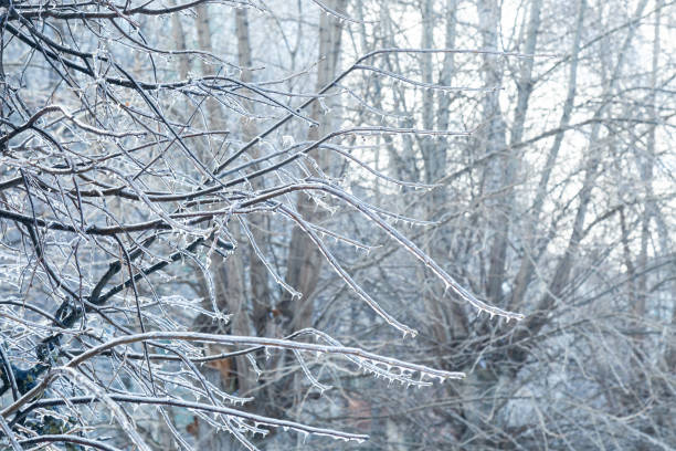 istock Icy branches. Beautiful nature in winter. Background 1206628712